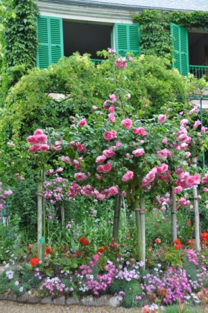 rosiers tiges à Giverny